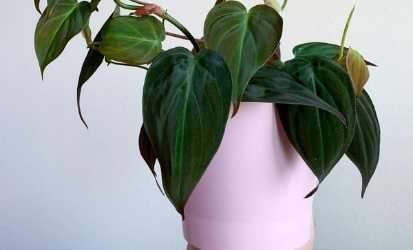 Philodendron